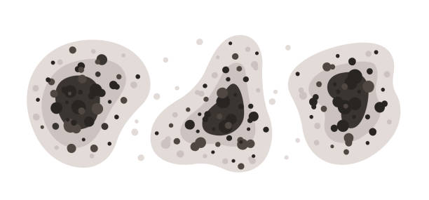 Best Black Mold Removal  in Kettering, OH