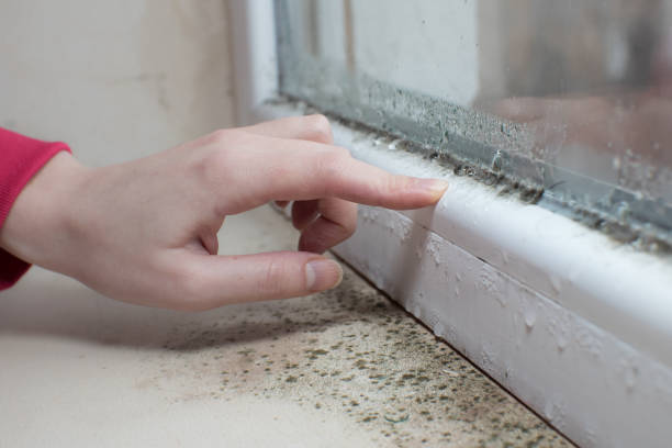 Best Industrial Mold Remediation  in Kettering, OH
