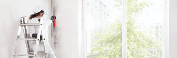 Best Environmental Consulting for Mold Prevention  in Kettering, OH