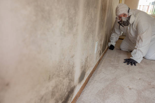 Best Real Estate Mold Inspection  in Kettering, OH